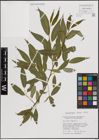 Foto von Salix fragilis L.